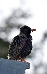 Wundersch&ouml;ne Tierwelt