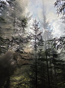 Waldbrand&uuml;bung der Feuerwehren 