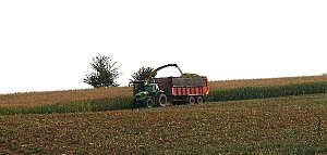 Maisernte 