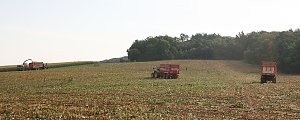 Maisernte 