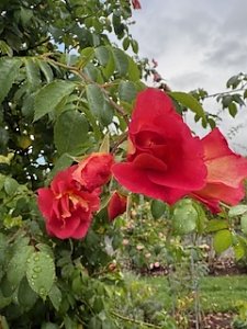 Die Herzsportgruppe machte sich auf den Weg nach Nebra und zu duftenden Rosen