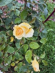 Die Herzsportgruppe machte sich auf den Weg nach Nebra und zu duftenden Rosen