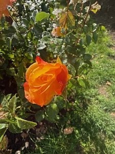 Die Herzsportgruppe machte sich auf den Weg nach Nebra und zu duftenden Rosen