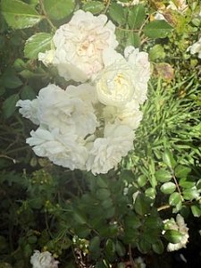 Die Herzsportgruppe machte sich auf den Weg nach Nebra und zu duftenden Rosen