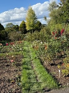 Die Herzsportgruppe machte sich auf den Weg nach Nebra und zu duftenden Rosen