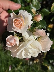 Die Herzsportgruppe machte sich auf den Weg nach Nebra und zu duftenden Rosen