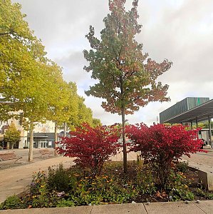 Herbststimmung in Nordhausen