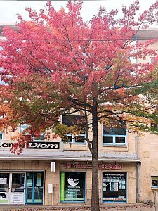 Herbststimmung in Nordhausen