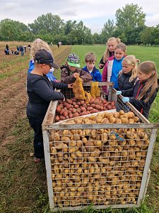 Kartoffelernte der Grundsch&uuml;ler in Werther
