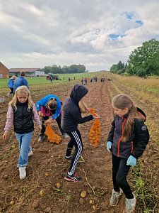 Kartoffelernte der Grundsch&uuml;ler in Werther