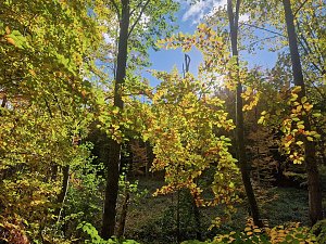 Herbstwanderung im S&uuml;dharz