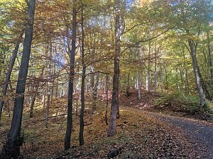 Herbstwanderung im S&uuml;dharz