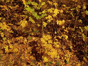 Goldener Herbst im Gehege