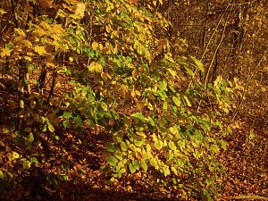 Goldener Herbst im Gehege