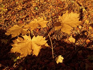 Goldener Herbst im Gehege