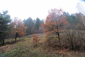 Peter Blei unterwegs im Urwald
