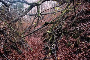 Peter Blei unterwegs im Urwald