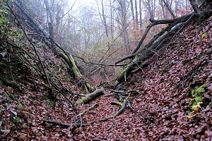 Peter Blei unterwegs im Urwald
