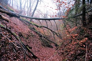 Peter Blei unterwegs im Urwald