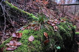 Peter Blei unterwegs im Urwald