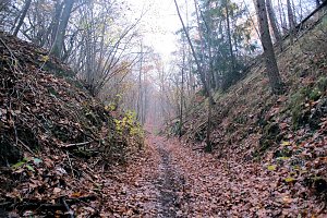 Peter Blei unterwegs im Urwald