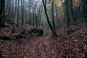 Peter Blei unterwegs im Urwald