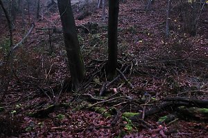Peter Blei unterwegs im Urwald