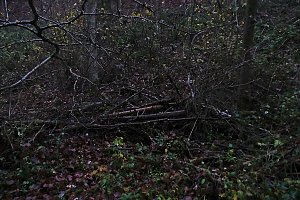 Peter Blei unterwegs im Urwald