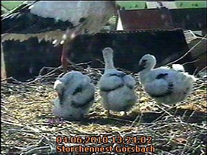 Neues aus dem Storchennest