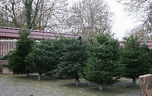 Weihnachtsbaumverkauf in Kelbra