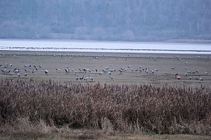Peter Blei am Stausee Kelbra