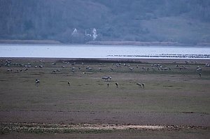 Peter Blei am Stausee Kelbra