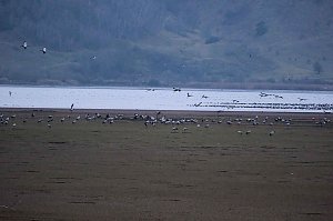 Peter Blei am Stausee Kelbra