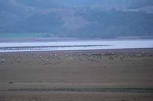 Peter Blei am Stausee Kelbra