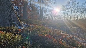 Winterwanderung am Kyffhäuser
