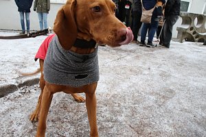 37. Nordh&auml;user Silvesterlauf