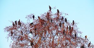 Kormorane versammeln sich auf einem Baum in Kelbra