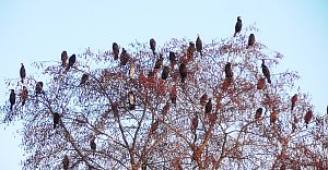 Kormorane versammeln sich auf einem Baum in Kelbra