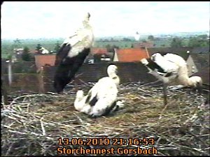 Neues aus dem Storchennest
