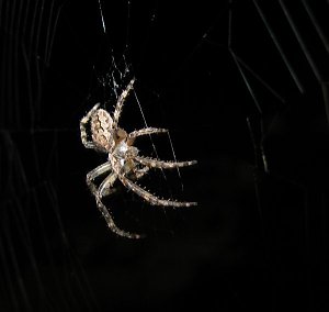 Spinne am Abend