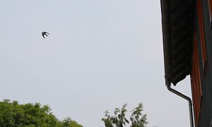 Schwalben segeln