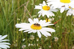 Im Einklang mit der Natur
