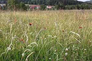 Im Einklang mit der Natur