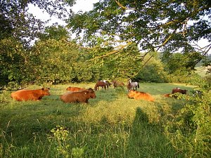 Im Einklang mit der Natur