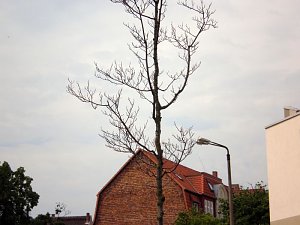 B&auml;ume mit Parkplatz?