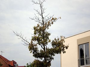 B&auml;ume mit Parkplatz?