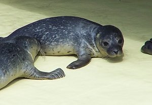Besuch bei den Heulern