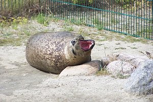 Besuch bei den Heulern