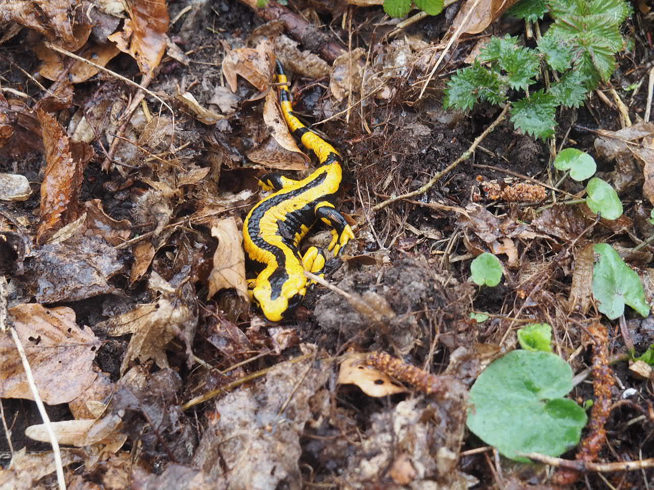 Landesgartenschau