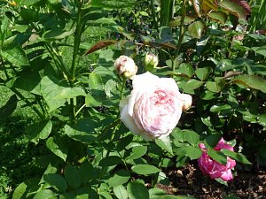 Rosen